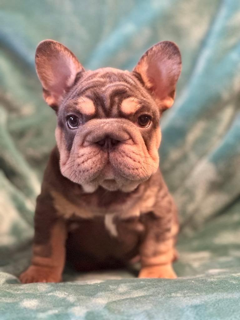 Photo of Beautiful Big Rope French Bulldog Puppies