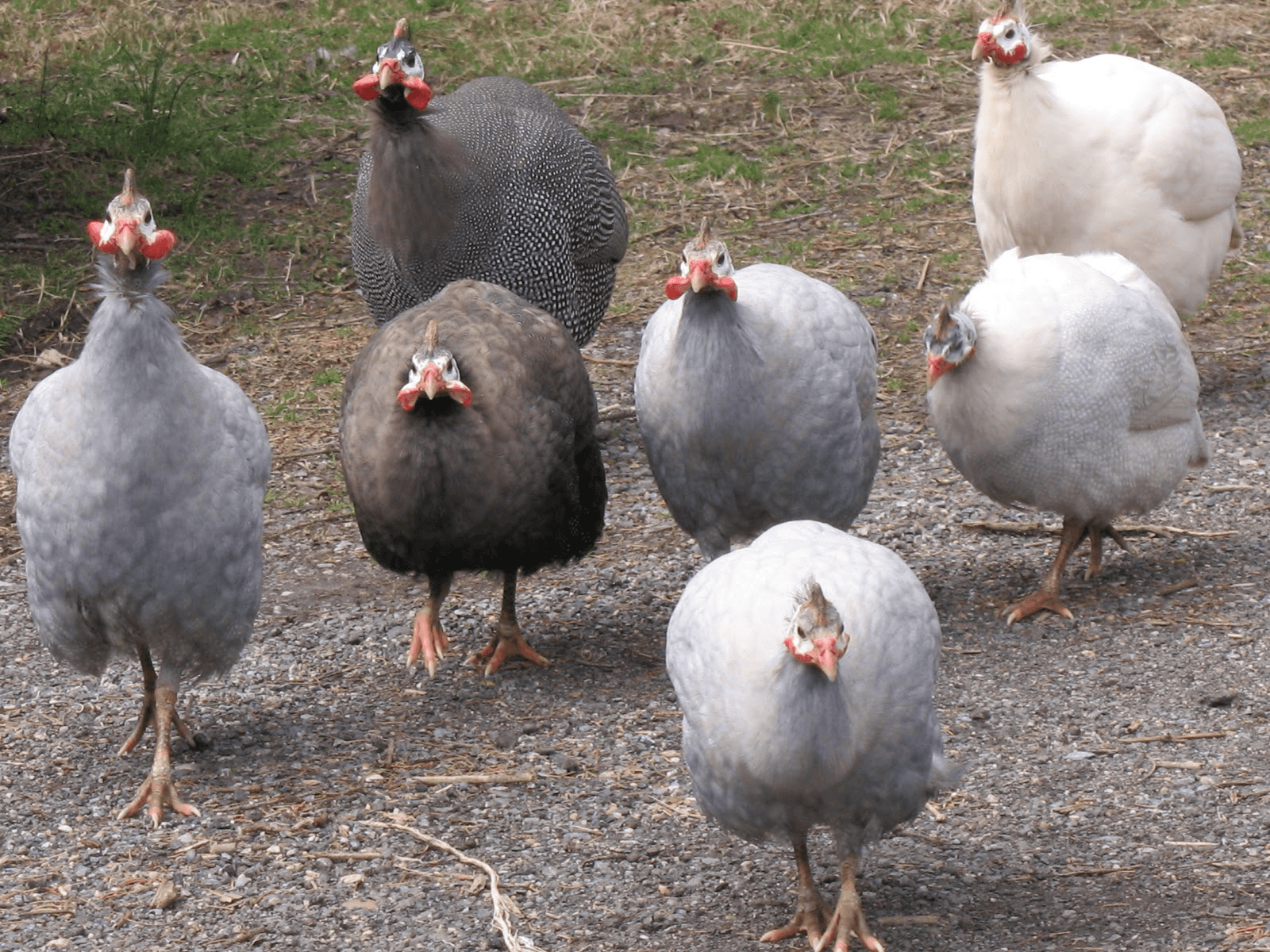 Photo of Guinea Fowl - 12 Weeks Old - Colour Variety