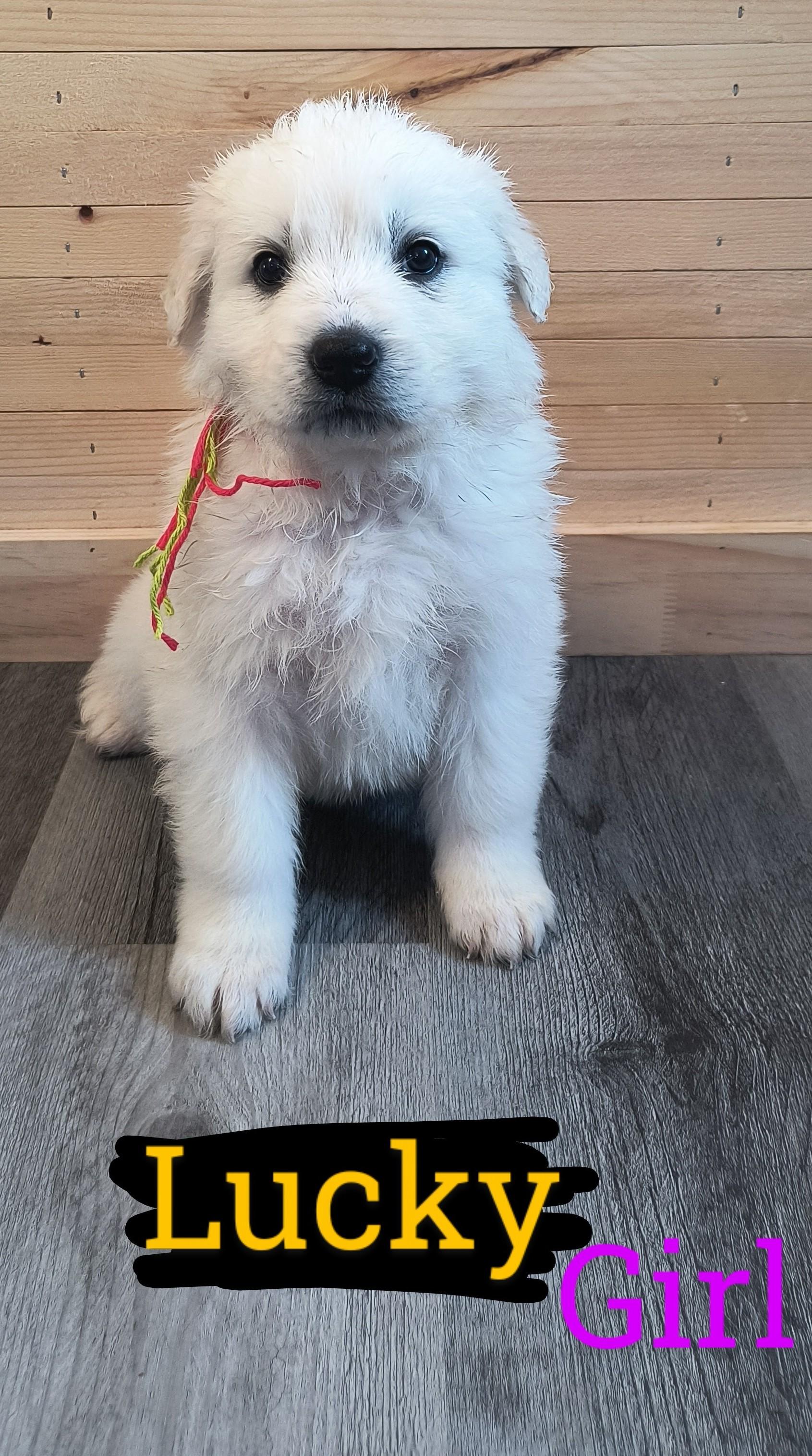 Photo of Beautiful Purebred Great Pyrenees 