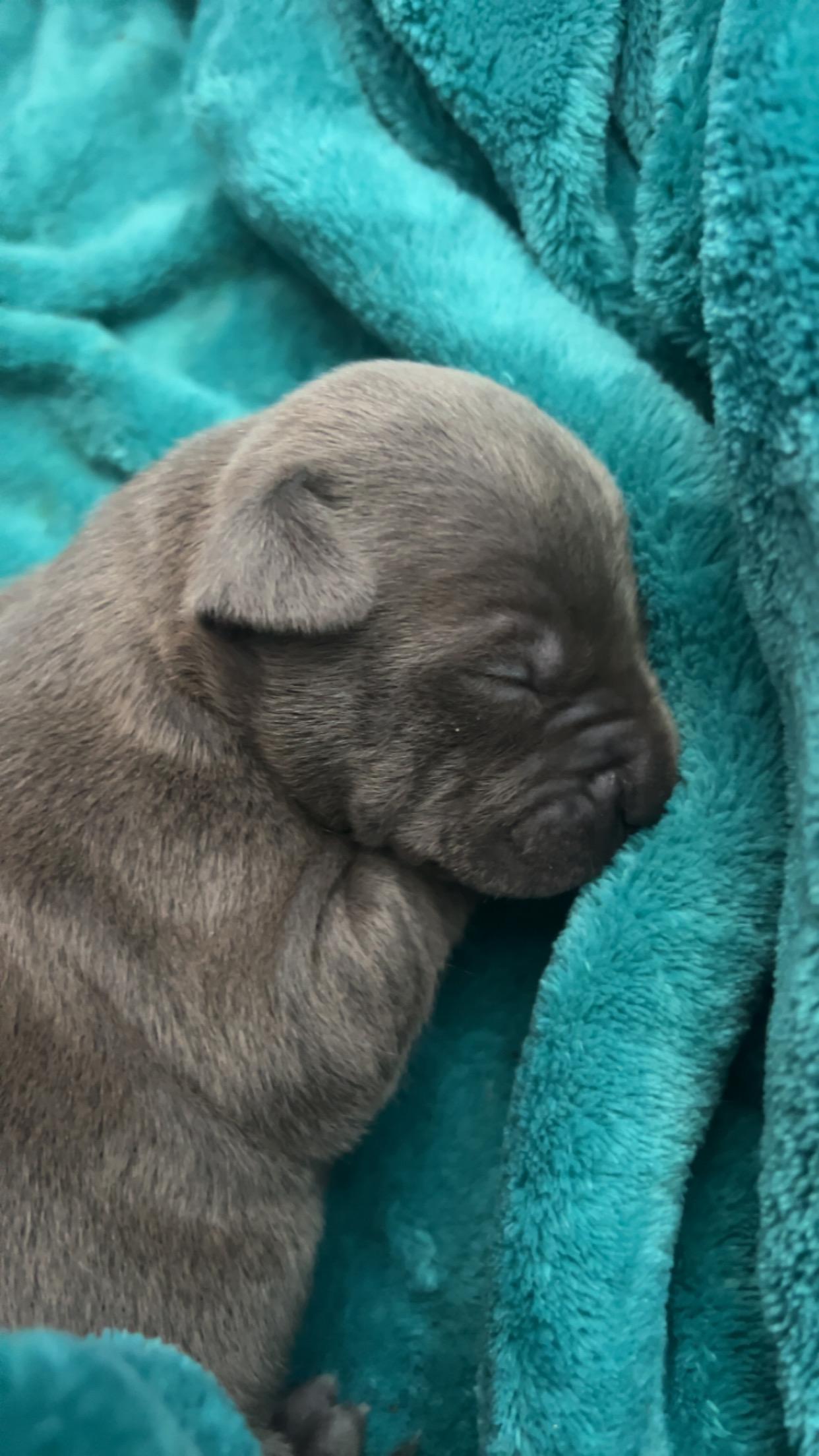 Photo of Blue nose, XL American bullies