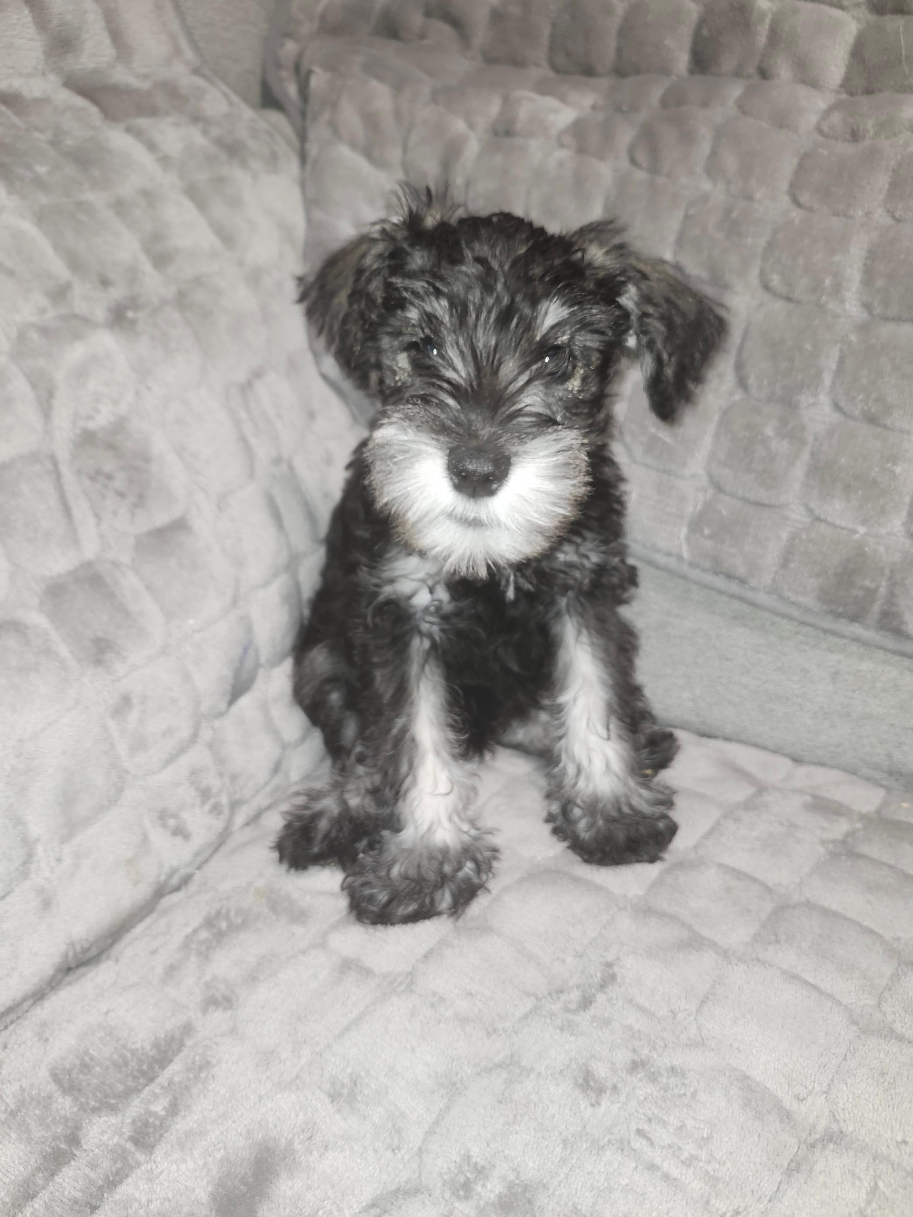 Photo of Mini Schnauzer Puppy for SALE- 1 LEFT