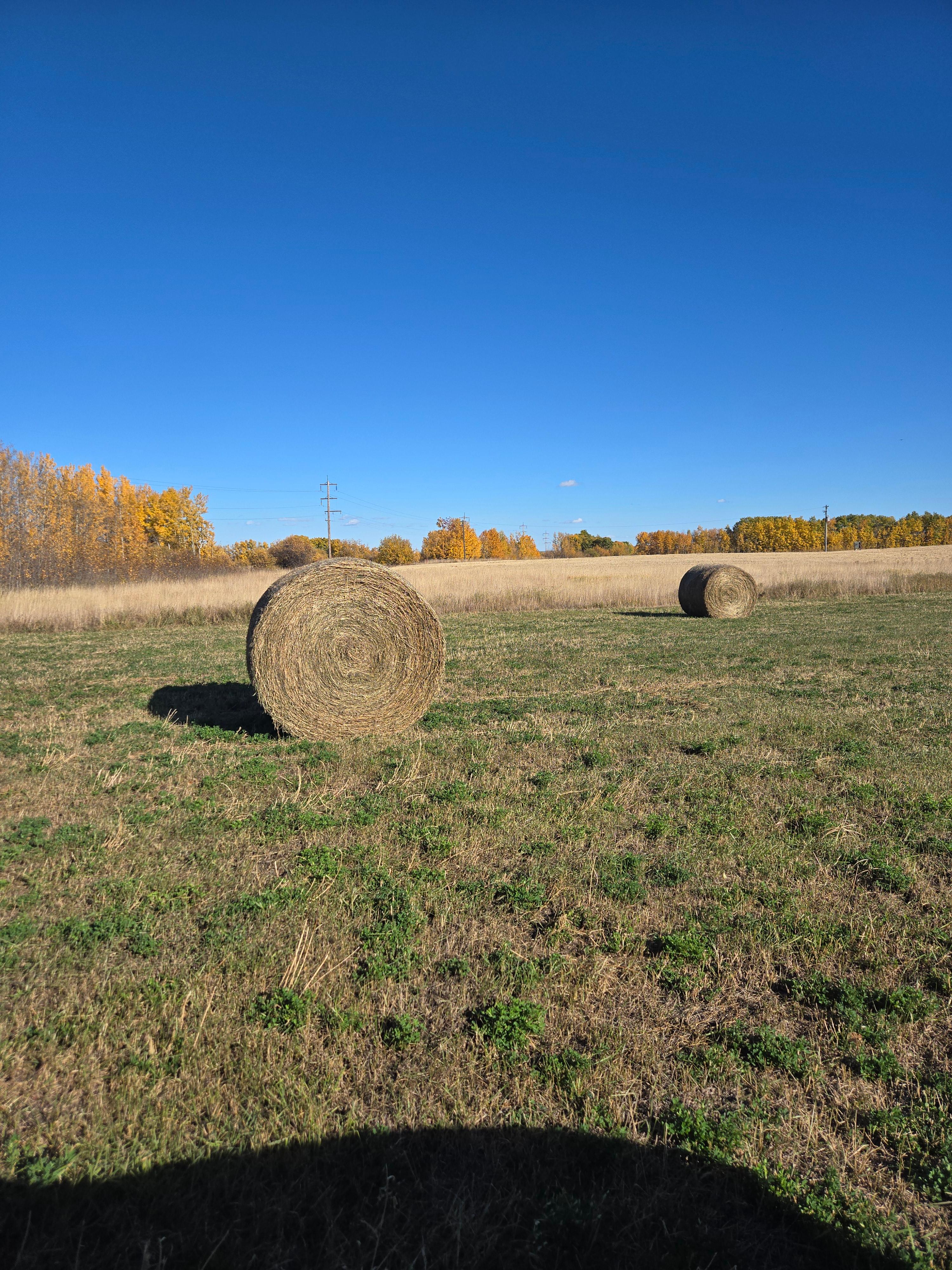 Photo of Second cut hay