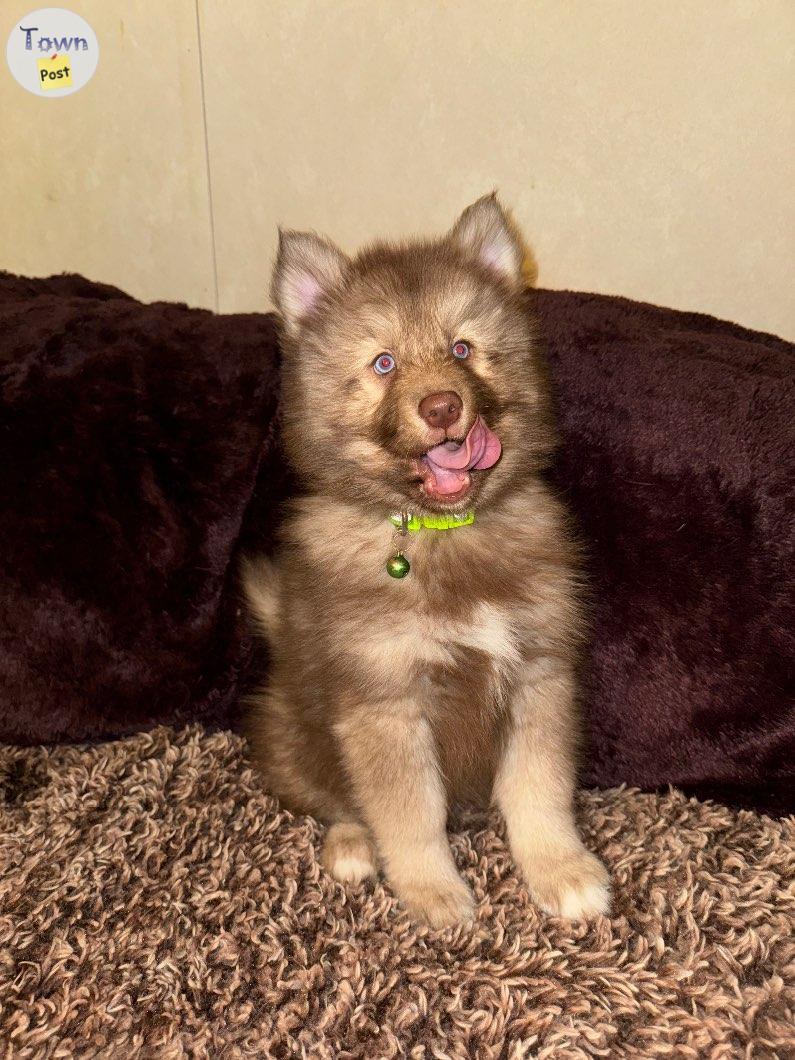 Photo of F1b pomsky with gorgeous blue eyes