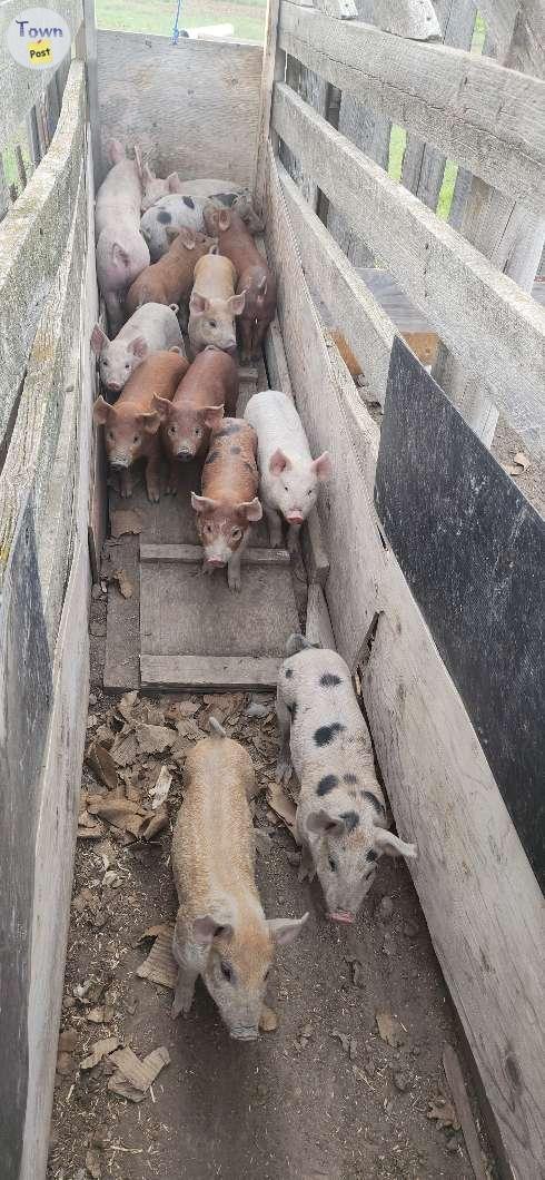 Photo of Weaner pigs $120