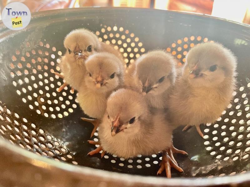 Photo of lavendar orpington chicks