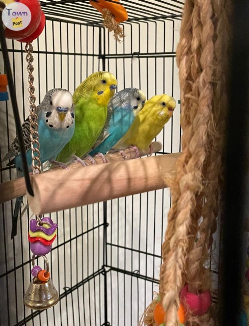 Photo of 4 Beautiful Budgies Under 3 Years Old - Ready for Their New Home!