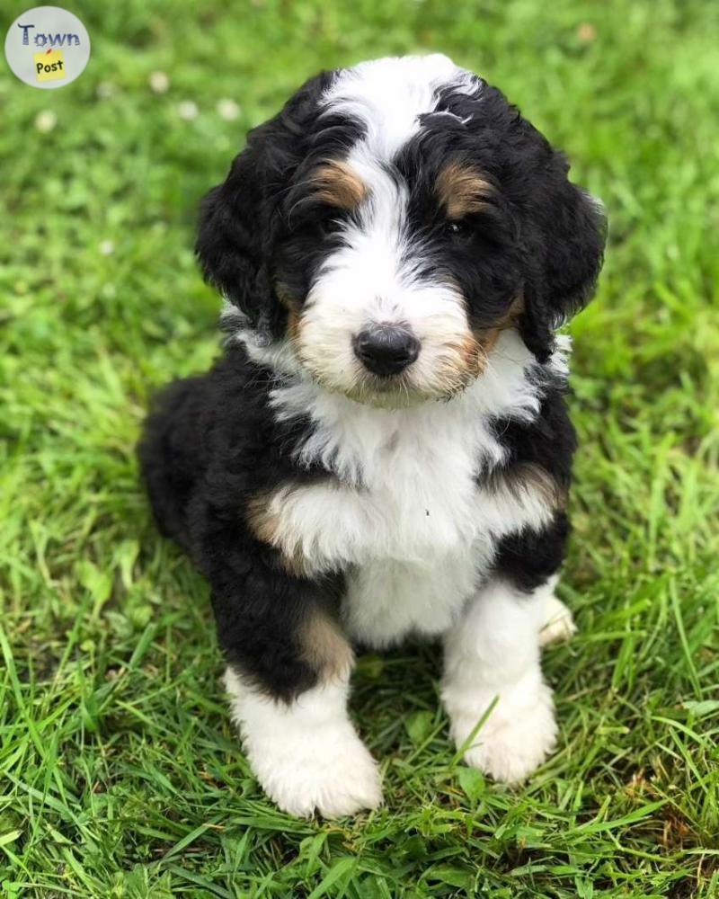 Photo of bernese mountain dogs