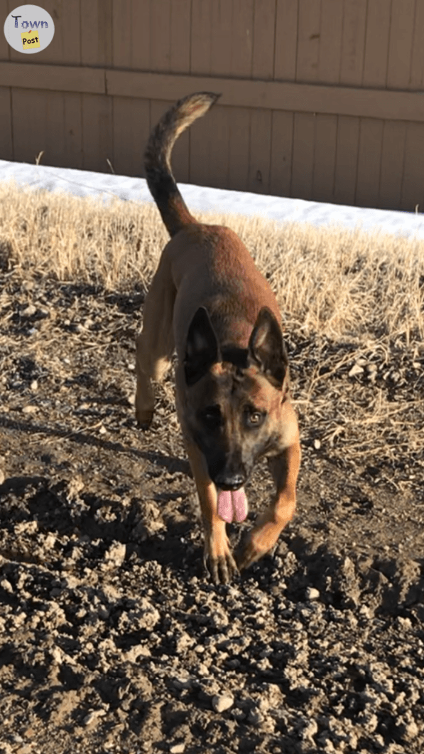 Photo of Male Belgian Malinois 