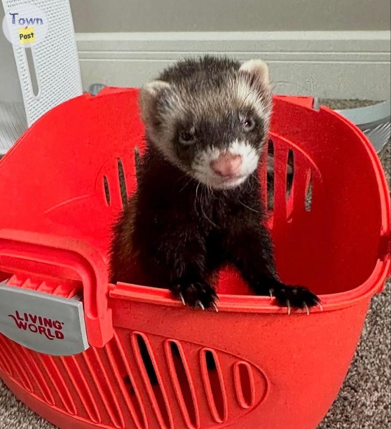 Photo of 6 month old male neutered ferret