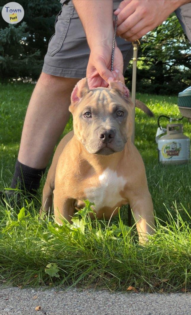 Photo of Standard American Bully Puppies Show Quality 