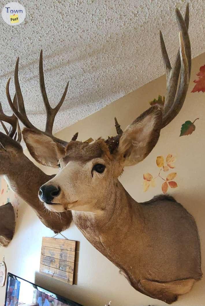 Photo of 3 Registered Deer Mounts w papers