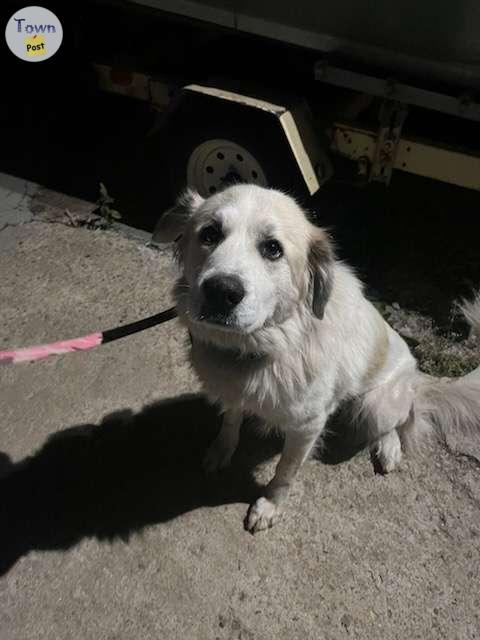 Photo of 5 yr old great Pyrenees female