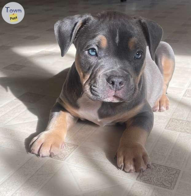 Photo of Blue and Lilac Pocket Bully Puppies