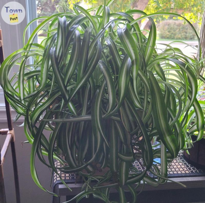 Photo of Large beautiful spider plant