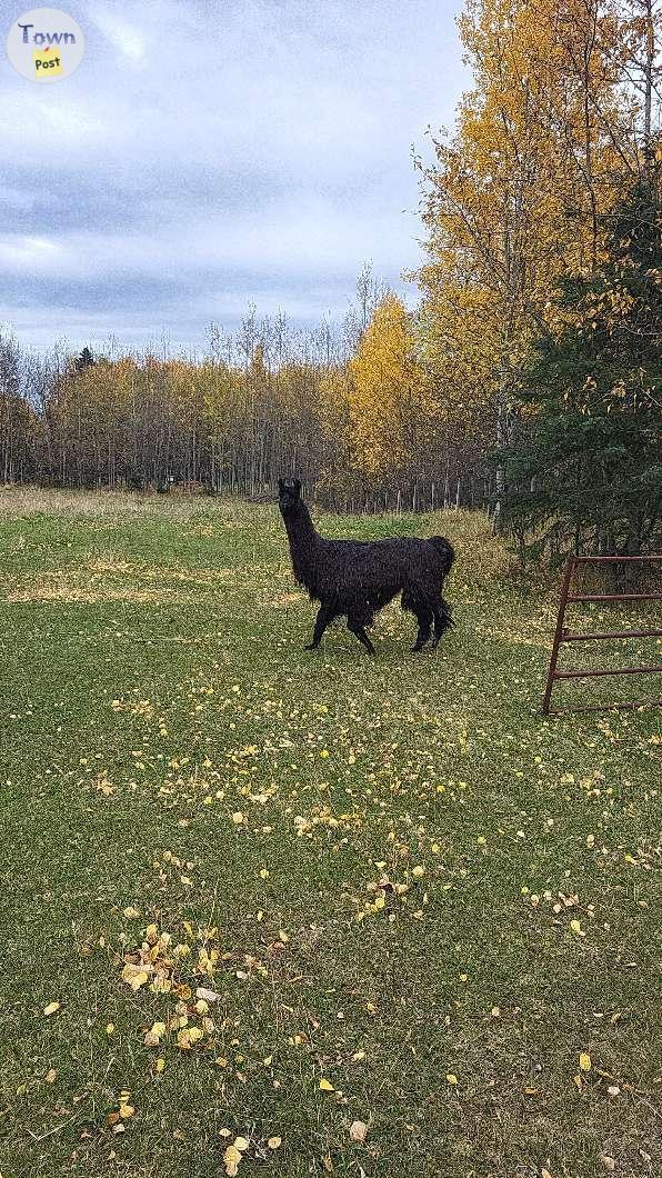 Photo of Llama for sale