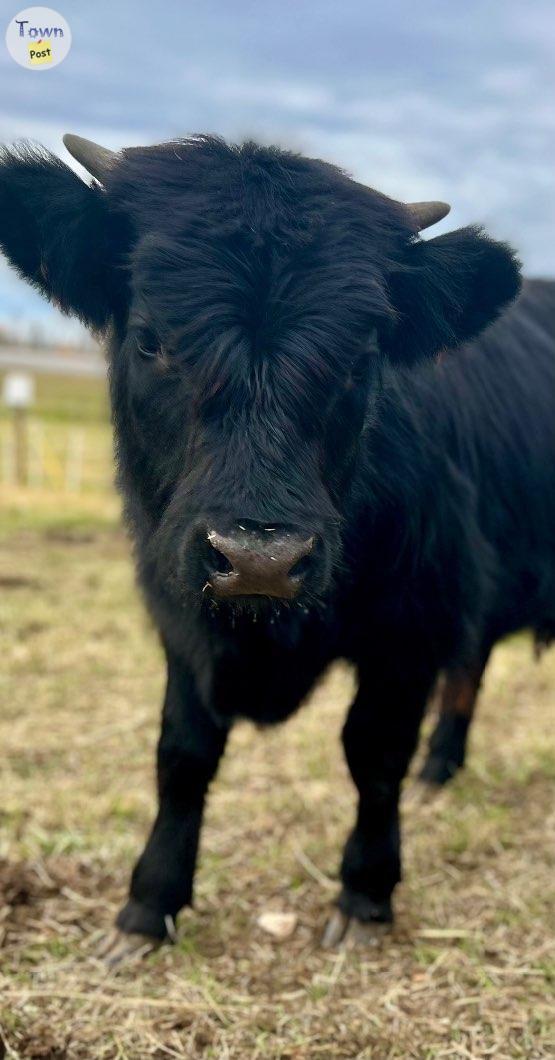 Photo of Highland Dexter Calves