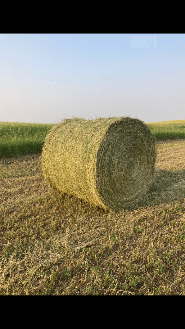 Photo of 5 second cut alfalfa bales 150 .00 