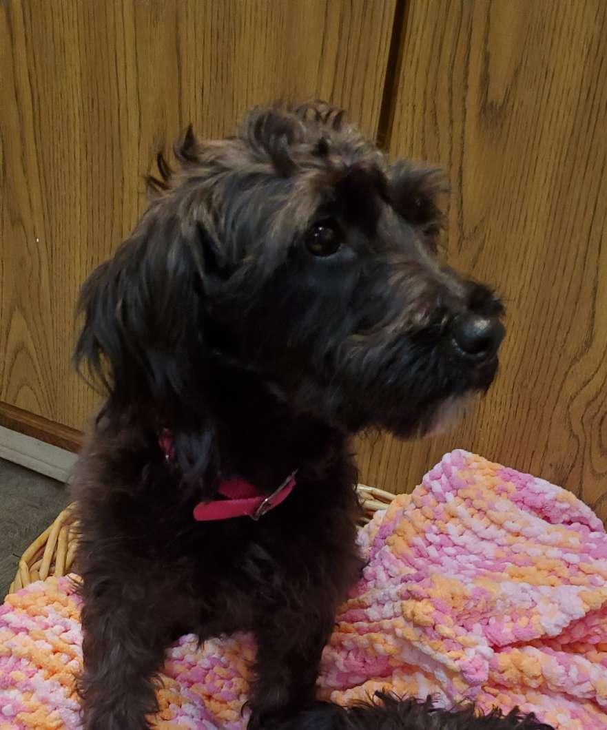 Photo of Yorkiepoo puppy