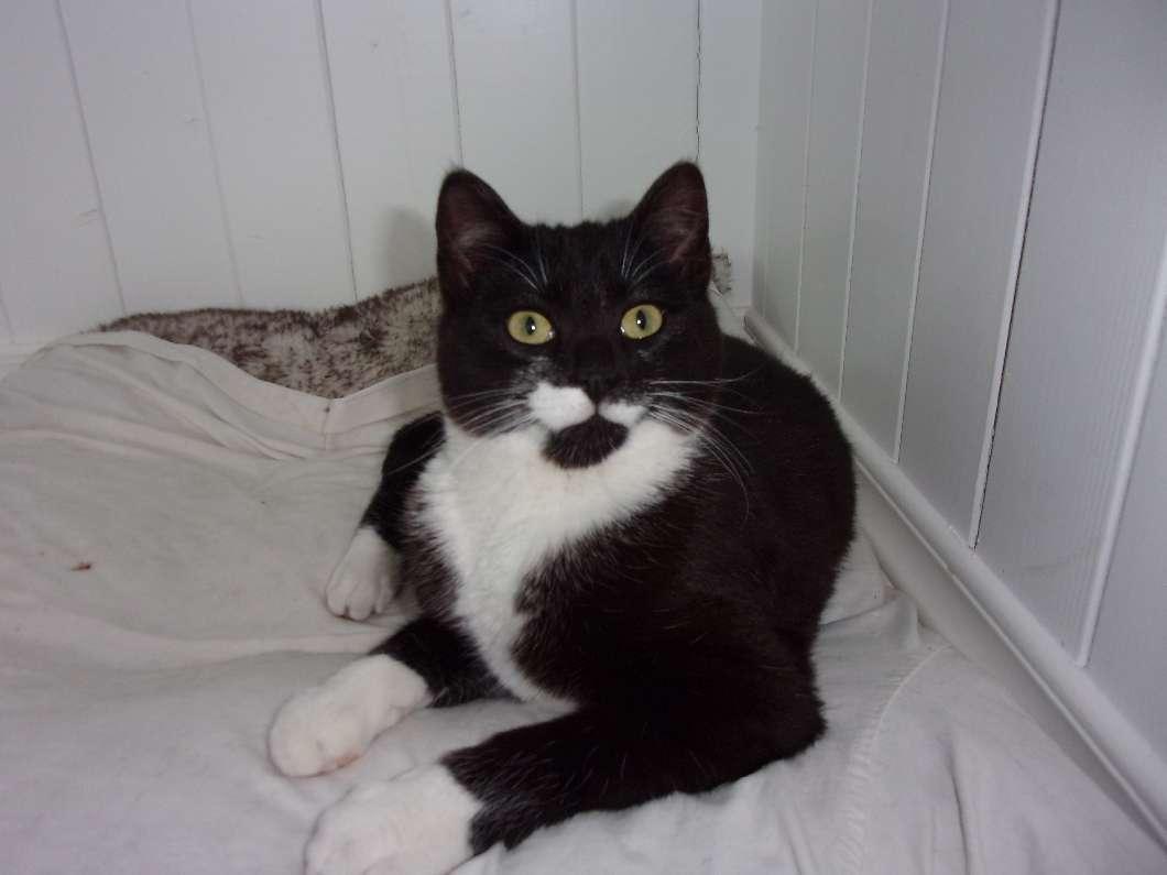 Photo of 3 Tuxedo male cats